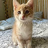 kitten, cat, orange_cat, white_cat, bed, bedspread, floral_pattern, indoor, pet, animal, cute, curious, young, feline, whiskers, ears, paws, fur, portrait, domestic