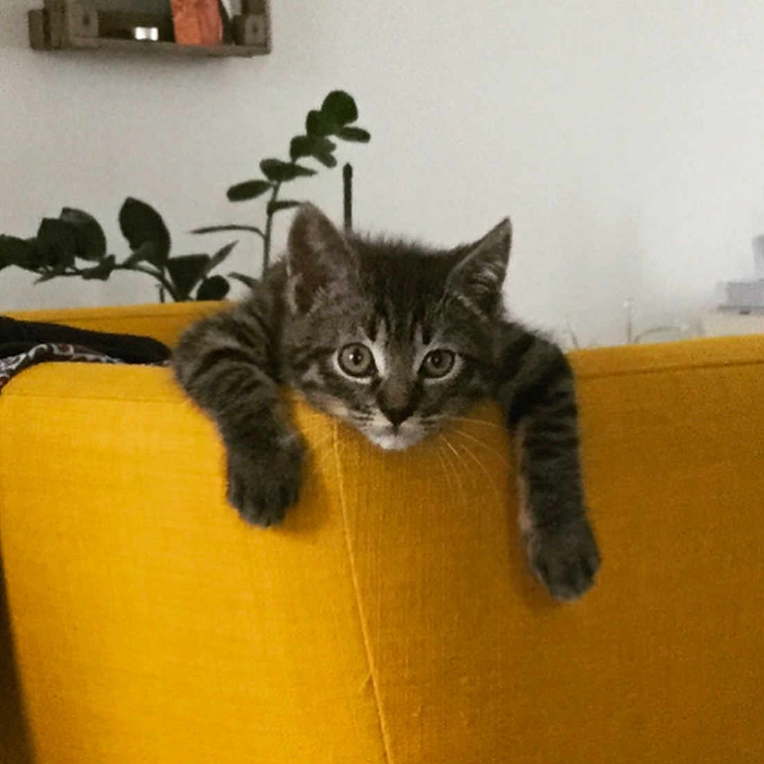 Bou
