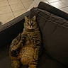 Mini Bou participe au concours pour gagner de l'argent avec cette photo : cat, tabby_cat, couch, indoor, floor_tiles, relaxed, wide_eyes, pet, feline, fur, home, living_room, animal, sitting, seat, looking, domestic_cat, expression, cute, cozy
