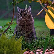 Mini Bou participe au concours pour gagner de l'argent avec cette photo : cat, tabby_cat, garden, grass, plant, lamp, greenery, evening, outdoor, nature, animal, pet, fur, whiskers, leaf, bokeh, light, wood_chips, tree, serene