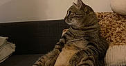 Mini Bou a rejoint le concours — aidez-le/la à gagner de superbes lots ! cat, tabby, indoor, couch, relaxed, pet, feline, window, cushion, living_room, reflection, christmas_tree, decor, fur, seated, home, cozy, animal, resting, domestic