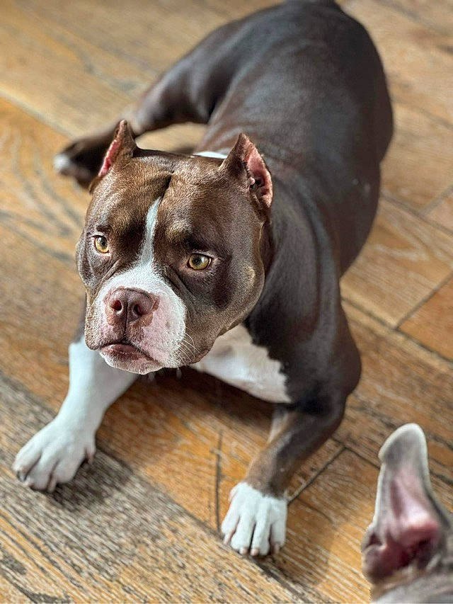 Louna participe au concours pour gagner de l'argent avec cette photo : bored, boston_terrier, bulldog, canidae, carnivore, collar, companion_dog, dog, dog_breed, dog_collar, fawn, flooring, hardwood, liver, molosser, sporting_group, terrestrial_animal, whiskers, wood, working_animal