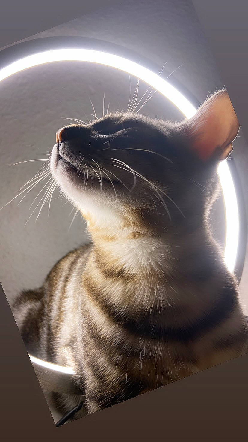 Simba a rejoint le concours — aidez-le/la à gagner de superbes lots ! carnivore, cat, domestic_short_haired_cat, ear, eye, felidae, foot, fur, head, mammal, nose, paw, shadow, small_to_medium_sized_cats, snout, tail, terrestrial_animal, vertebrate, whiskers, window