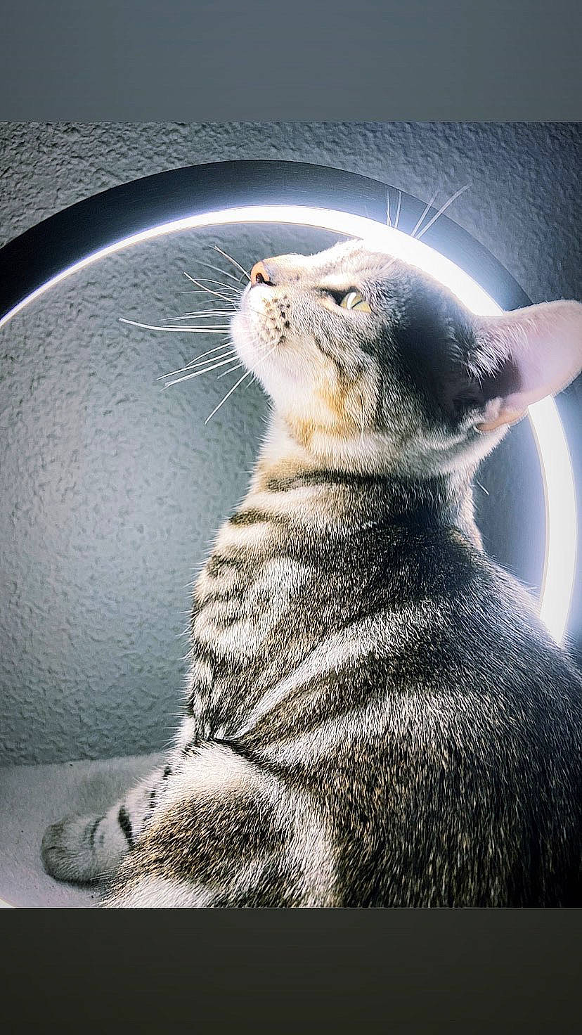 Simba a rejoint le concours — aidez-le/la à gagner de superbes lots ! art, carnivore, darkness, felidae, flash_photography, fur, fur_seal, marine_mammal, mustelidae, rectangle, small_to_medium_sized_cats, snout, still_life_photography, tail, terrestrial_animal, visual_arts, water, whiskers, wildlife, window