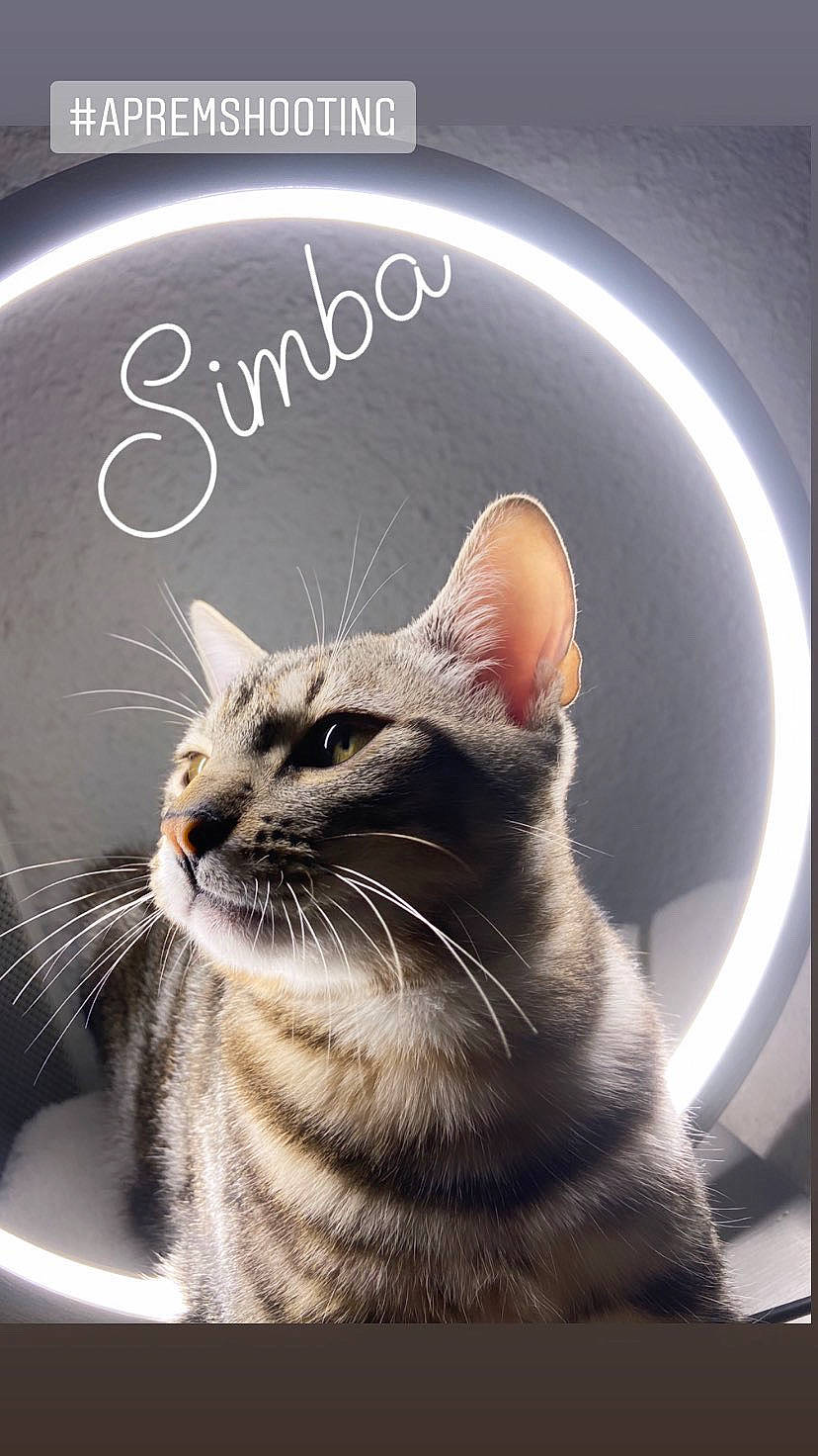 Simba a rejoint le concours — aidez-le/la à gagner de superbes lots ! carnivore, cat, circle, comfort, domestic_short_haired_cat, felidae, font, fur, grey, paw, photo_caption, photography, small_to_medium_sized_cats, snout, still_life_photography, tail, terrestrial_animal, whiskers, wildlife, window