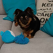 Vaya a rejoint le concours — aidez-le/la à gagner de superbes lots ! animal, black_dog, blue_pillow, companion, couch, cozy, cute, decor, dog, furniture, home, indoor, living_room, pet, playful, plush_toy, small_dog, sofa, tan_markings, turquoise_pillow