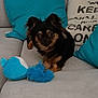 animal, black_dog, blue_pillow, companion, couch, cozy, cute, decor, dog, furniture, home, indoor, living_room, pet, playful, plush_toy, small_dog, sofa, tan_markings, turquoise_pillow
