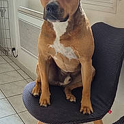 Ralph a rejoint le concours — aidez-le/la à gagner de superbes lots ! dog, chair, indoor, window, floor, tile_floor, pet, brown_dog, white_markings, sitting, furniture, calm, looking, domestic, home, natural_light, modern_chair, ears_up, paw, quiet