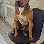 dog, chair, indoor, window, floor, tile_floor, pet, brown_dog, white_markings, sitting, furniture, calm, looking, domestic, home, natural_light, modern_chair, ears_up, paw, quiet