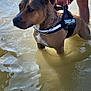 dog, water, harness, leash, person, legs, outdoor, canine, animal, river, lake, wet, reflection, summer, pet, brown_dog, collar, standing, nature, daytime
