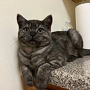 Thomas is registered to the contest to win money with this photo: animal, cat, close_up, countertop, curious, domestic_animal, ears, feline, fur, gray_tabby, household, indoor, kitchen, lounging, paper_towel, paws, pet, resting, water_bottle, whiskers