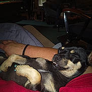 Luna is registered to the contest to win money with this photo: dog, sleeping, paw, person, arm, blanket, indoor, cozy, cute, relaxed, pet, snuggle, small_dog, fur, napping, resting, animal, comfort, human, clothing