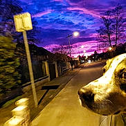 Booba a rejoint le concours — aidez-le/la à gagner de superbes lots ! dog, car, window, sunset, sky, street, trees, suburban, evening, purple_sky, pink_sky, road, light_pole, animal, pet, outdoor, motion_blur, curious, head_out, travel