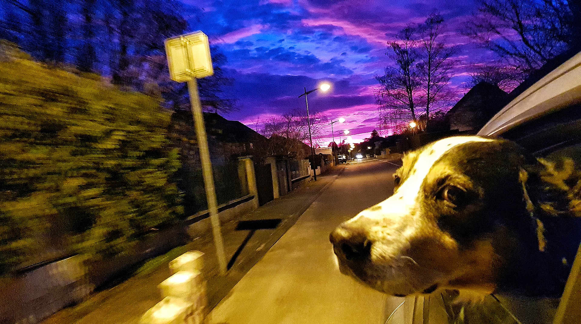 Booba a rejoint le concours — aidez-le/la à gagner de superbes lots ! dog, car, window, sunset, sky, street, trees, suburban, evening, purple_sky, pink_sky, road, light_pole, animal, pet, outdoor, motion_blur, curious, head_out, travel