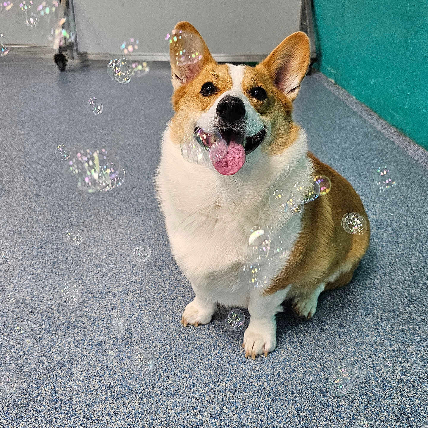 Zeke joined the competition — help win amazing prizes! accessories, animal, bodypart, bubble, canine, dog, face, flower, grass, head, husky, leash, mouth, person, pet, photography, plant, portrait, puppy, strap