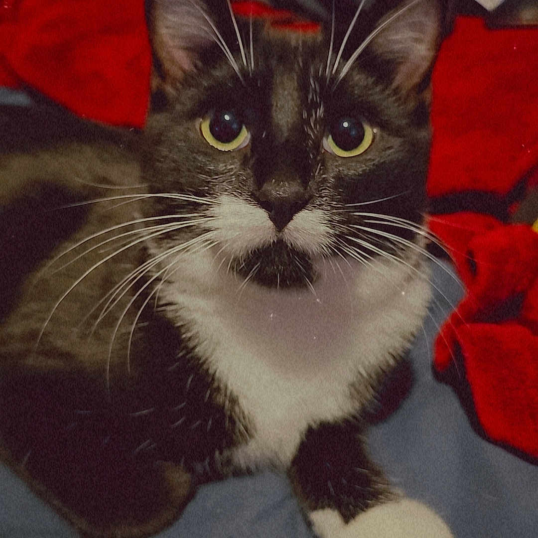 Penelope