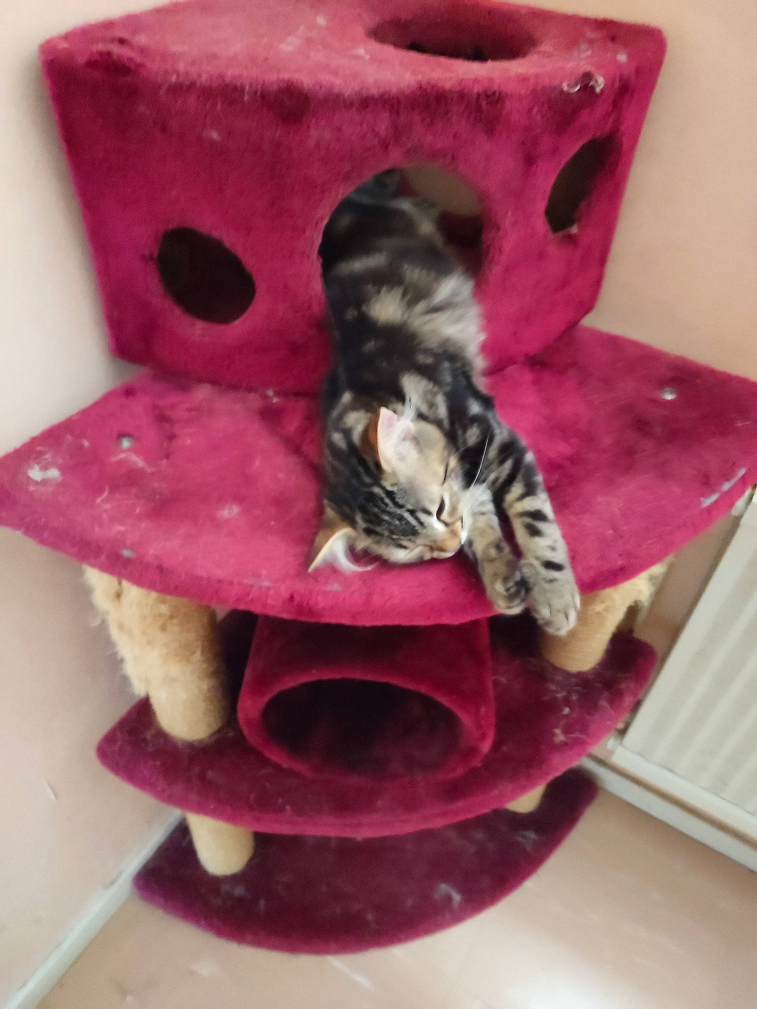 Luna a rejoint le concours — aidez-le/la à gagner de superbes lots ! art, carmine, carnivore, cat, cat_supply, chair, domestic_short_haired_cat, fashion_accessory, fawn, felidae, fur, magenta, pet_supply, pink, purple, red, small_to_medium_sized_cats, tail, toy, whiskers