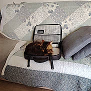 Doudou a rejoint le concours — aidez-le/la à gagner de superbes lots ! animal, blanket, cat, couch, cozy, cushion, domestic, fur, furniture, home, indoor, pet, quilt, relaxing, resting, seat, soft, striped, suitcase, tabby_cat
