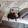 animal, blanket, cat, couch, cozy, cushion, domestic, fur, furniture, home, indoor, pet, quilt, relaxing, resting, seat, soft, striped, suitcase, tabby_cat