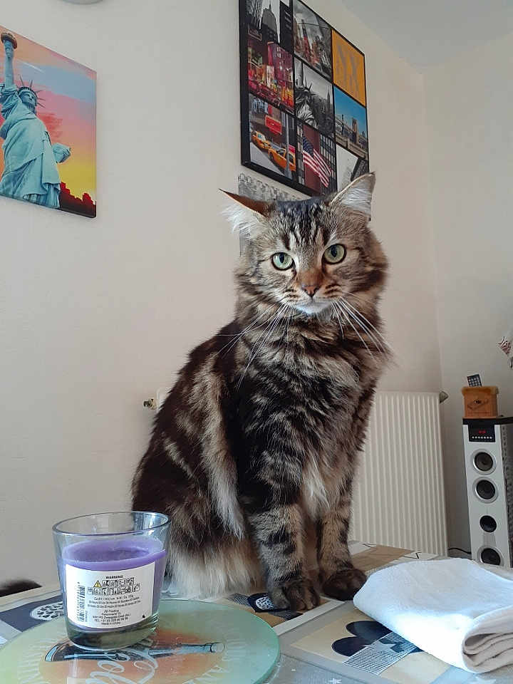 Doudou a rejoint le concours — aidez-le/la à gagner de superbes lots ! cat, tabby, feline, pet, indoor, table, candle, folded_cloth, wall_art, speaker, radiator, furniture, domestic_animal, fur, whiskers, green_eyes, striped, household, relaxed, curious