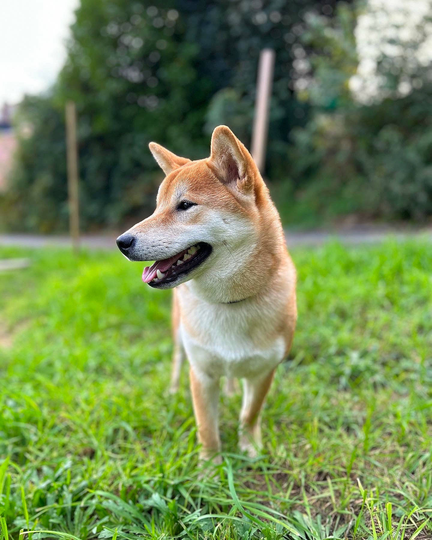 Kuma a rejoint le concours — aidez-le/la à gagner de superbes lots ! ancient_dog_breeds, canis, carnivore, companion_dog, dingo, dog, dog_breed, fawn, grass, plant, spitz, tail, terrestrial_animal, tree, wildlife, working_animal, working_dog