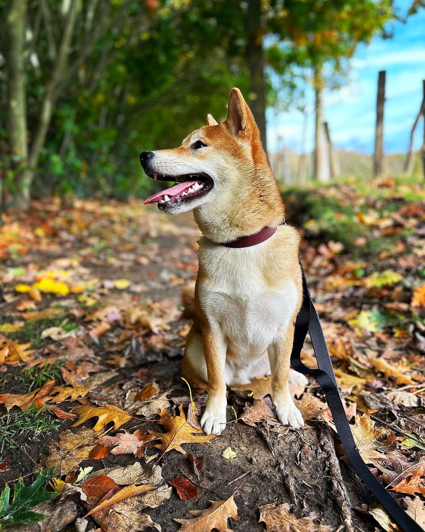 Kuma participe au concours pour gagner de l'argent avec cette photo : adventure, canidae, carnivore, companion_dog, dog, dog_breed, fawn, grass, plant, sky, snout, soil, spitz, sporting_group, street_dog, tail, tree, wood, working_animal, working_dog
