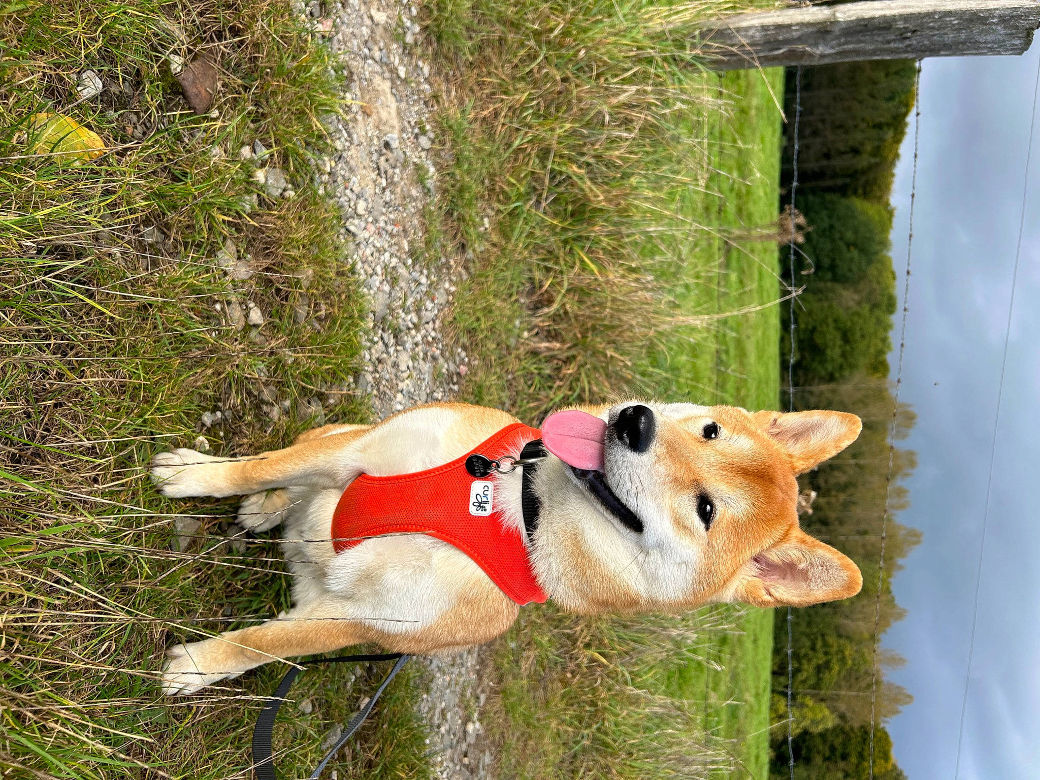 Kuma a rejoint le concours — aidez-le/la à gagner de superbes lots ! adventure, art, canidae, carnivore, collar, companion_dog, dog, dog_breed, dog_supply, fawn, fur, grass, non_sporting_group, plant, recreation, sky, sporting_group, tail, tree, water