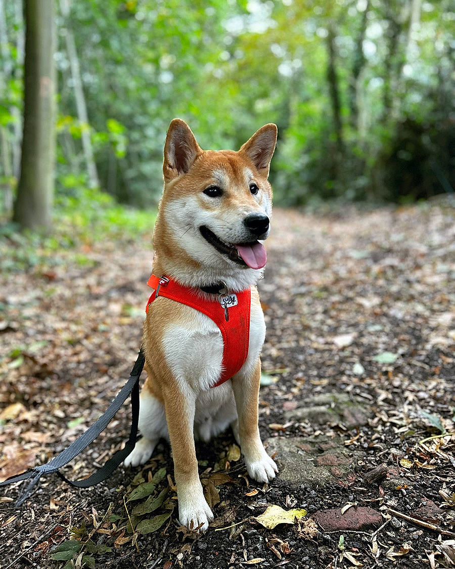 Kuma participe au concours pour gagner de l'argent avec cette photo : ancient_dog_breeds, canidae, carnivore, companion_dog, dog, dog_breed, fawn, forest, non_sporting_group, northern_hardwood_forest, plant, soil, sporting_group, tail, temperate_broadleaf_and_mixed_forest, tree, woodland, working_dog