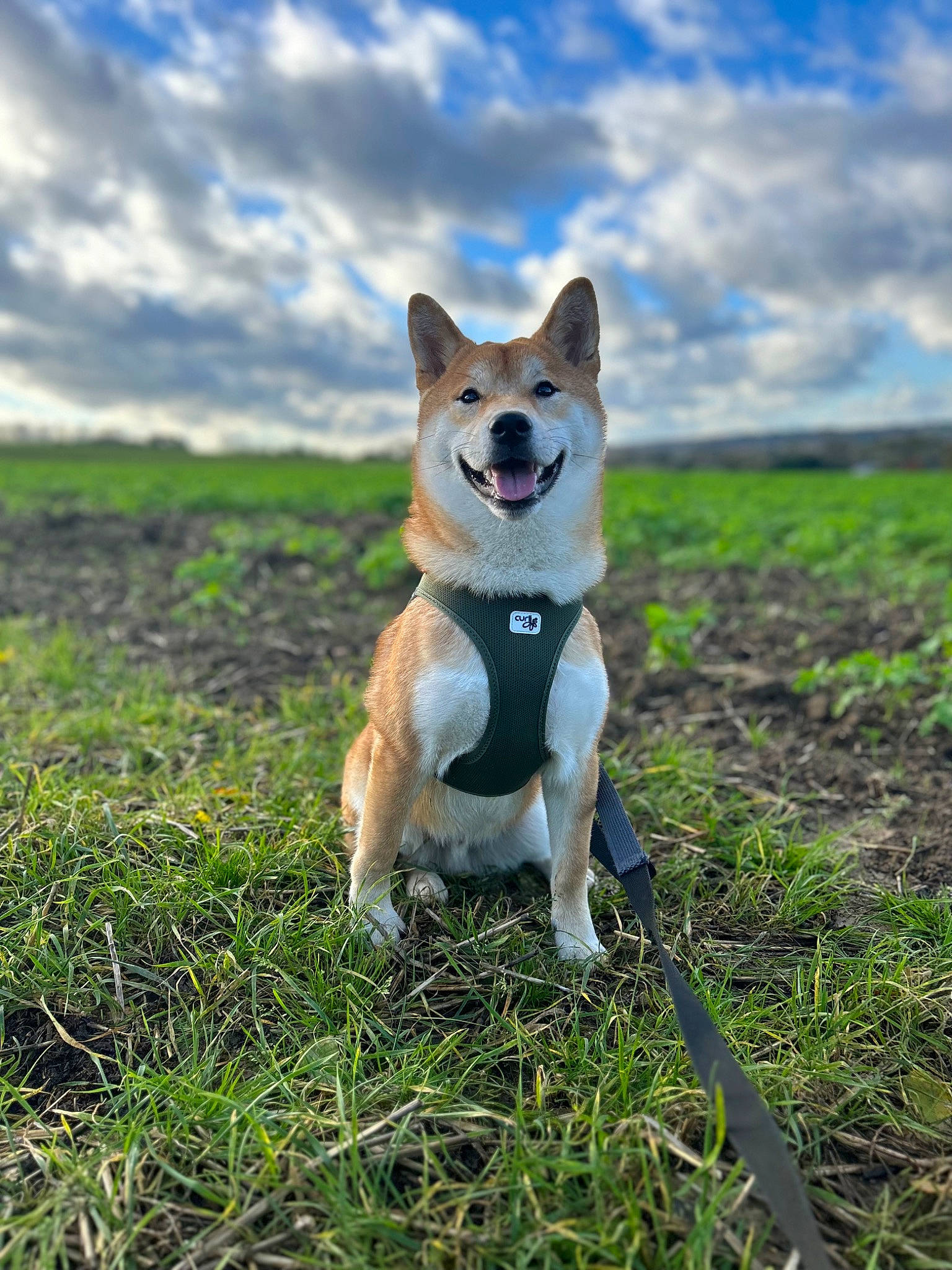 Kuma a rejoint le concours — aidez-le/la à gagner de superbes lots ! canidae, carnivore, cloud, collar, companion_dog, cumulus, dog, dog_breed, fawn, grass, grassland, natural_landscape, plant, rainbow, sky, sporting_group, tail, terrestrial_animal, tree, working_animal