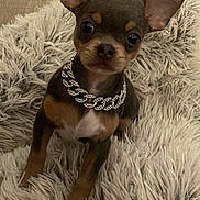 Aslan-Avalon a rejoint le concours — aidez-le/la à gagner de superbes lots ! adorable, animal, black_fur, brown_fur, chain_collar, chihuahua, cute, dog, ears, flooring, fluffy_rug, indoor, jewelry, looking_at_camera, pet, pet_accessory, puppy, sitting, small_dog, white_fur