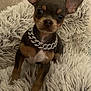 adorable, animal, black_fur, brown_fur, chain_collar, chihuahua, cute, dog, ears, flooring, fluffy_rug, indoor, jewelry, looking_at_camera, pet, pet_accessory, puppy, sitting, small_dog, white_fur