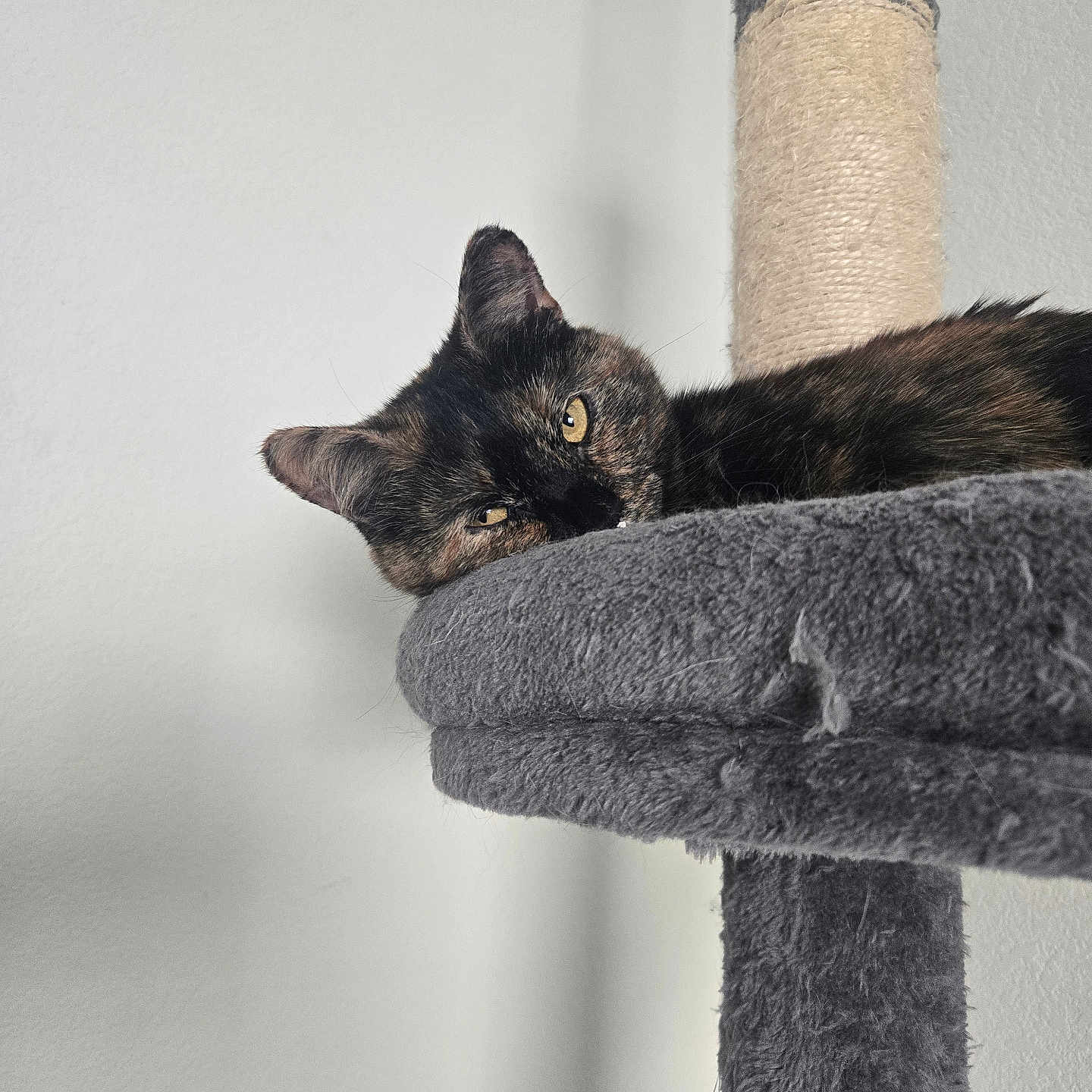 Sophie joined the competition — help win amazing prizes! abyssinian, angora, animal, armchair, blackcat, brasssection, cat, chair, couch, cross, den, furniture, horn, indoors, kitten, manx, musicalinstrument, person, pet, sleeping