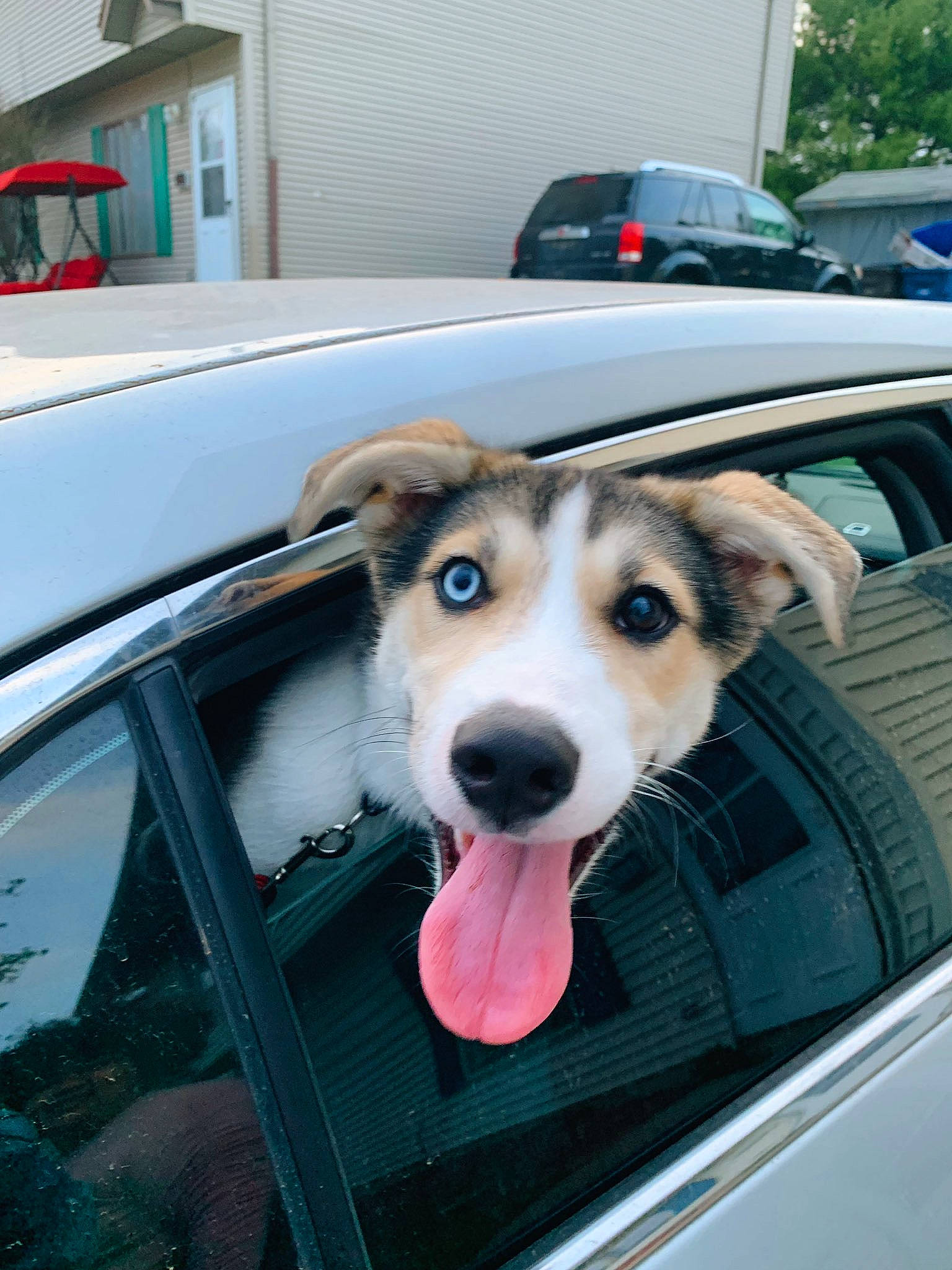 Sensei joined the competition — help win amazing prizes! auto_part, automotive_exterior, automotive_window_part, canidae, car, carnivore, dog, dog_breed, door, glass, mammal, siberian_husky, snout, sporting_group, street_dog, vehicle, vehicle_door, window, windshield