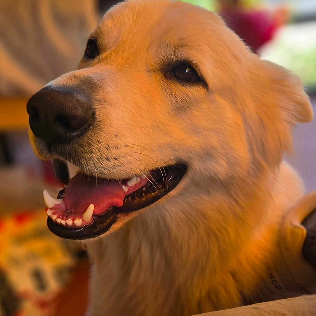 Tippex a rejoint le concours — aidez-le/la à gagner de superbes lots ! animal, blurred_background, canine, closeup, cozy, dog, domestic, eyes, friendly, fur, golden_retriever, happy, indoor, mouth_open, nose, pet, smiling, teeth, tongue_out, warm_light