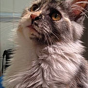 Nina joined the competition — help win amazing prizes! cat, long_hair, fluffy, indoor, pet, curious, whiskers, golden_eyes, portrait, close_up, feline, mammal, animal, domestic, cute, soft_lighting, face, ears, nose, fur