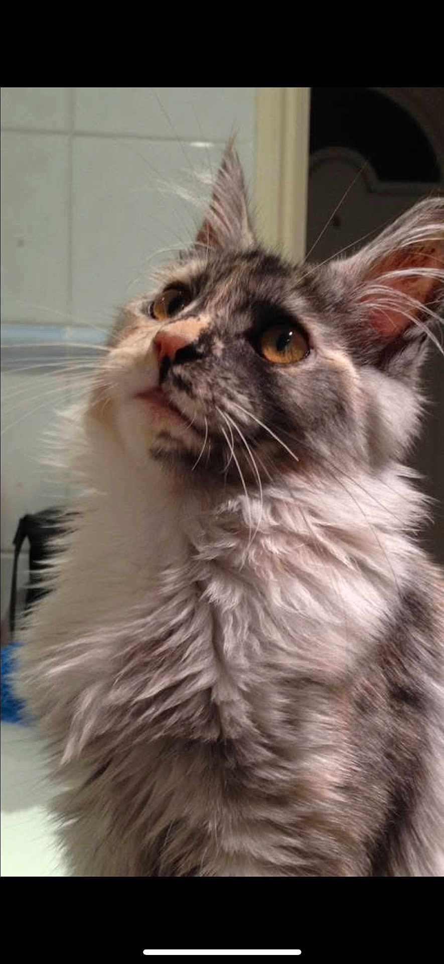 Nina joined the competition — help win amazing prizes! cat, long_hair, fluffy, indoor, pet, curious, whiskers, golden_eyes, portrait, close_up, feline, mammal, animal, domestic, cute, soft_lighting, face, ears, nose, fur