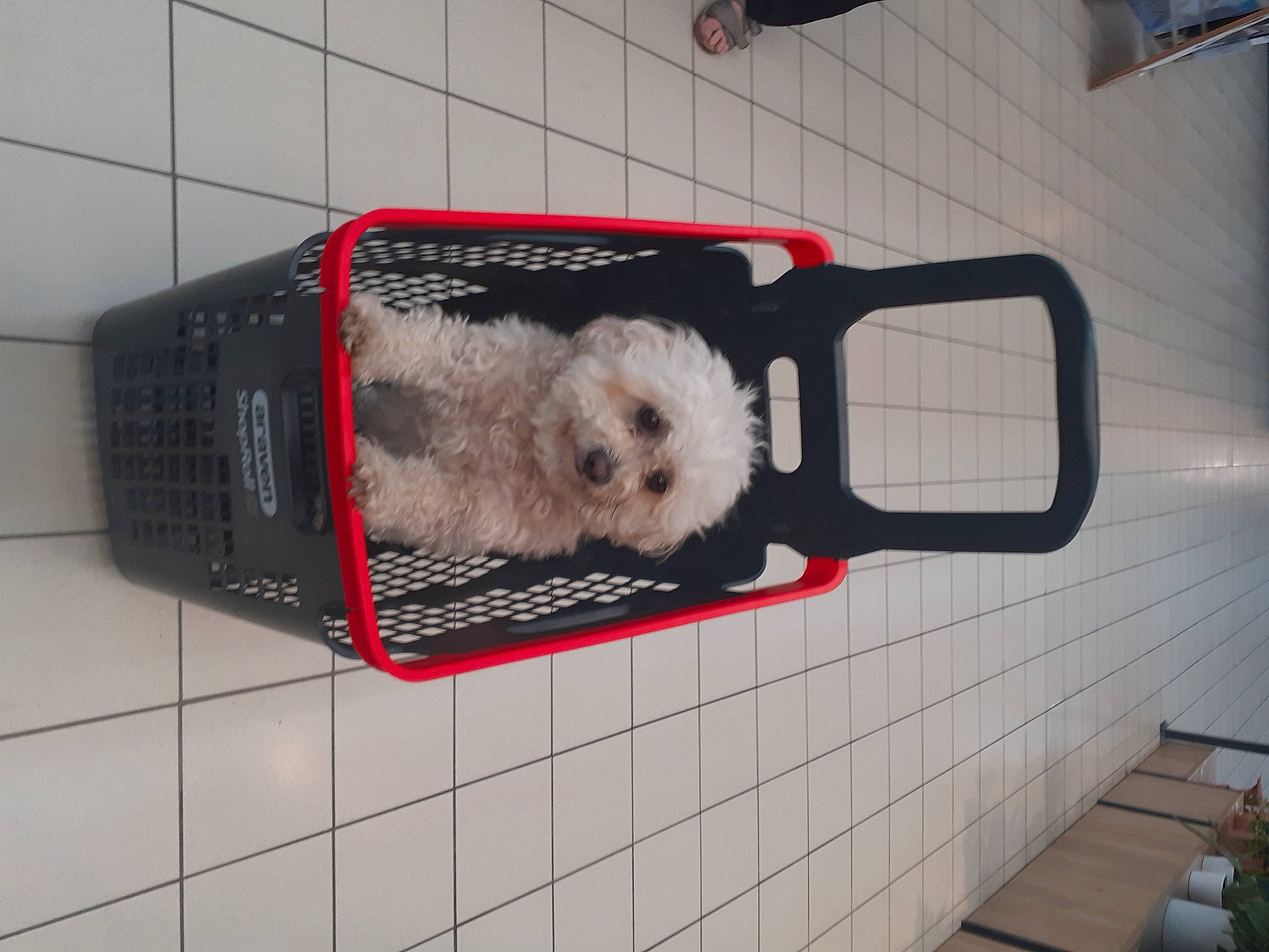 Canelle a rejoint le concours — aidez-le/la à gagner de superbes lots ! bumper, canidae, carnivore, companion_dog, dog, dog_breed, dog_supply, fawn, flooring, fur, gas, houseplant, pet_supply, plant, rodent, room, snout, sporting_group, toy_dog, whiskers