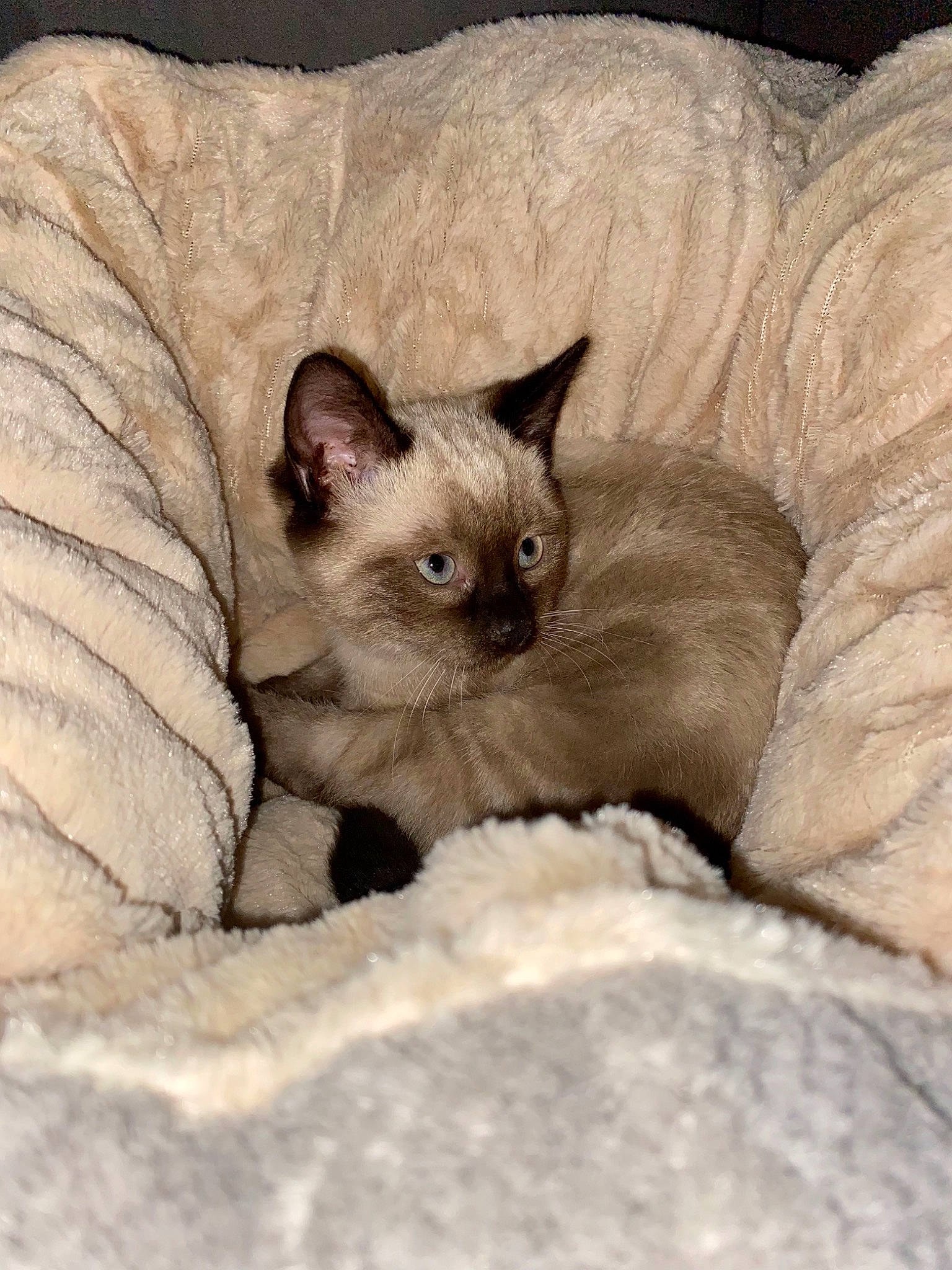 Stella a rejoint le concours — aidez-le/la à gagner de superbes lots ! carnivore, cat, claw, comfort, domestic_short_haired_cat, eye, fawn, felidae, fur, head, paw, siamese, small_to_medium_sized_cats, snout, tail, terrestrial_animal, whiskers