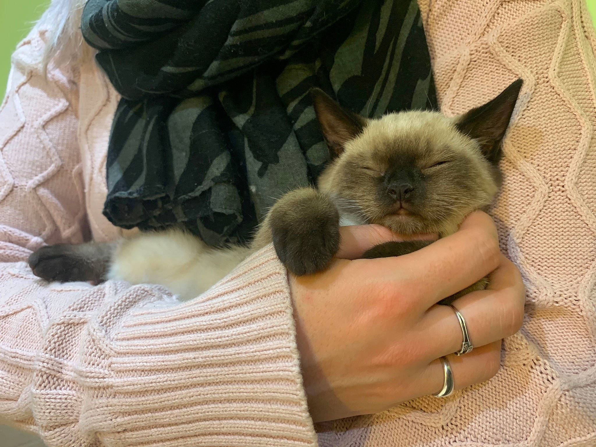 Stella participe au concours pour gagner de l'argent avec cette photo : balinese, birman, carnivore, cat, claw, comfort, domestic_short_haired_cat, fawn, felidae, fur, jewellery, nail, plastic_bag, siamese, small_to_medium_sized_cats, tail, thai, tonkinese, tree, whiskers