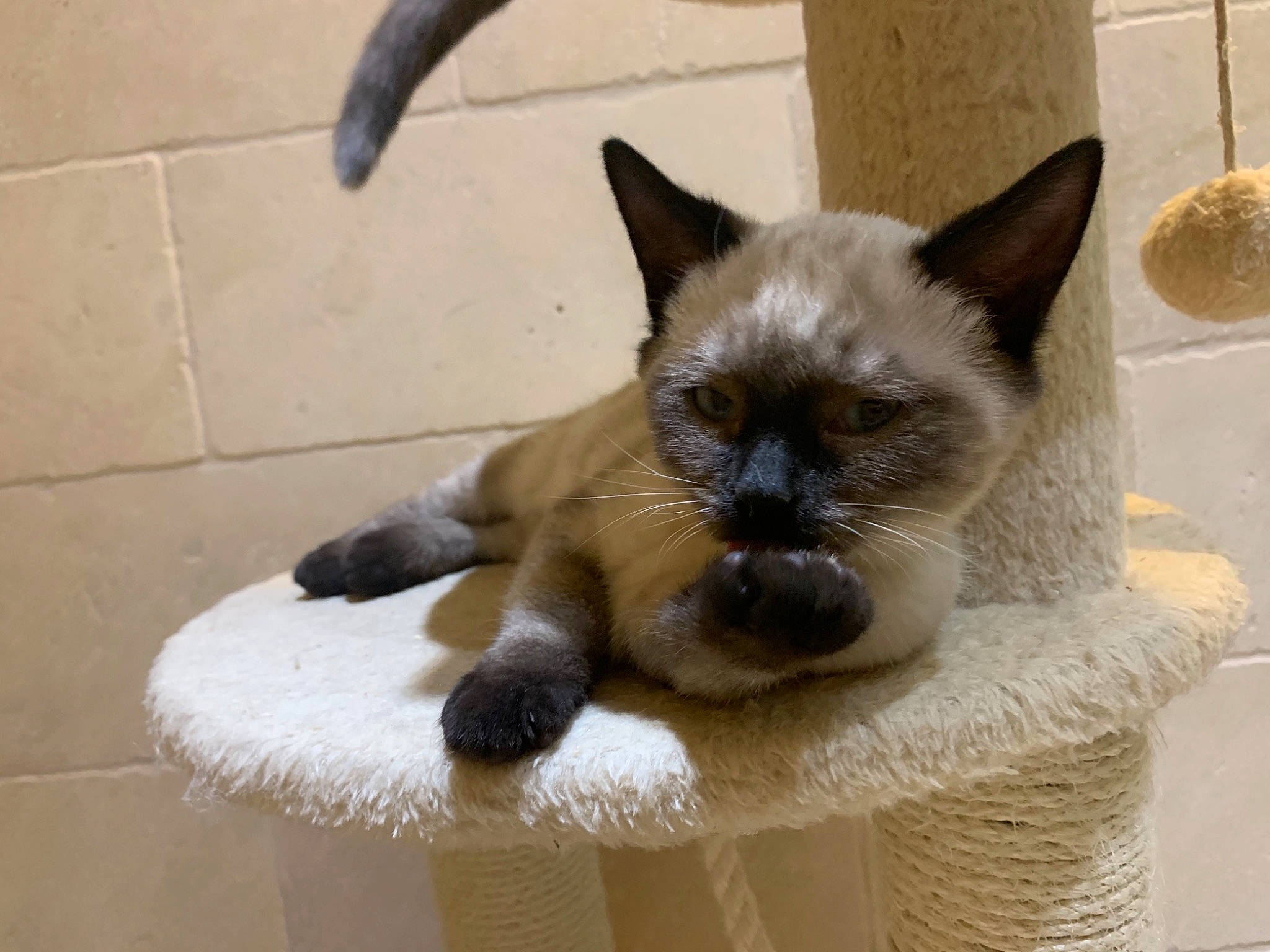 Stella participe au concours pour gagner de l'argent avec cette photo : balinese, birman, carnivore, cat, claw, domestic_short_haired_cat, fawn, felidae, fur, paw, siamese, small_to_medium_sized_cats, snout, tail, thai, tonkinese, whiskers