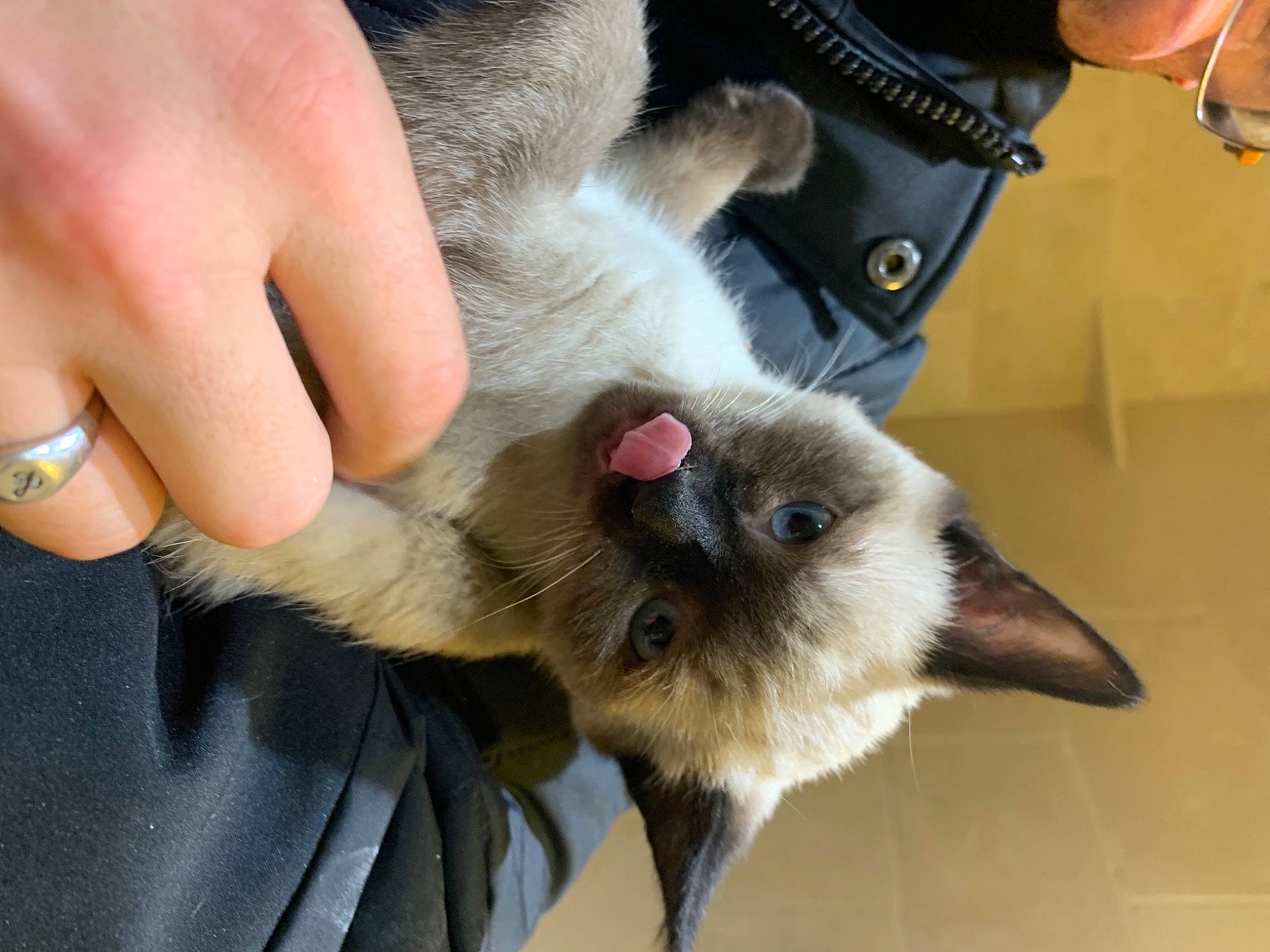 Stella participe au concours pour gagner de l'argent avec cette photo : carnivore, cat, collar, companion_dog, dog_breed, ear, eyelash, fawn, felidae, finger, fur, gesture, jaw, nail, siamese, small_to_medium_sized_cats, snout, thai, thumb, whiskers