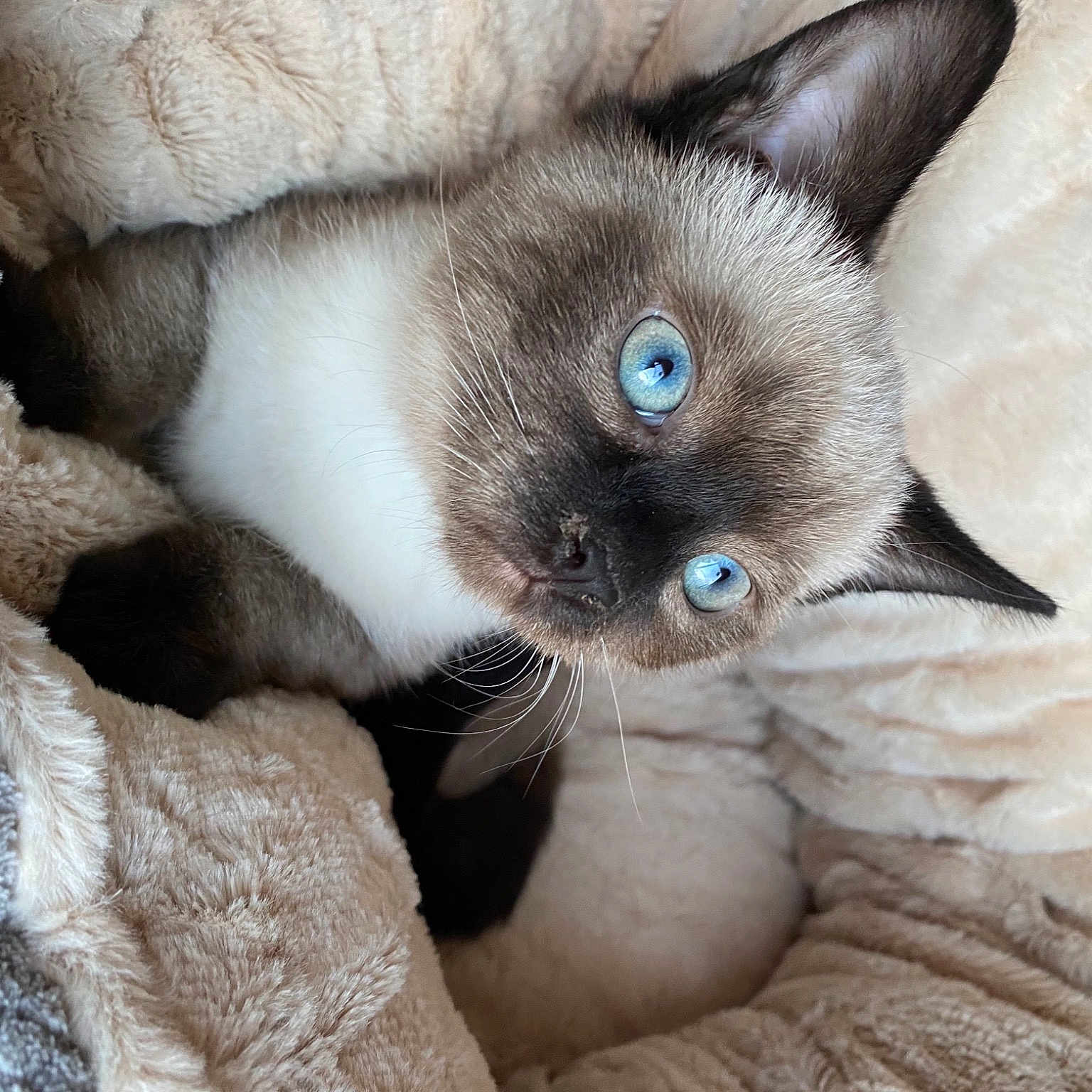 Stella