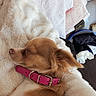 blanket, brown_fur, close_up, cozy, dog, fluffy, furniture, golden_fur, home, household, indoor, laundry, nap, pet_collar, pink_collar, portrait, relaxed, resting, sleeping, small_dog