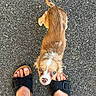 Bella participe au concours pour gagner de l'argent avec cette photo : animal, asphalt, blue_eyes, brown_and_white, cute, dog, feet, floppy_ears, outdoor, pavement, pet, portrait, puppy, sandals, small_dog, standing, street, tail, top_down_view, white_markings