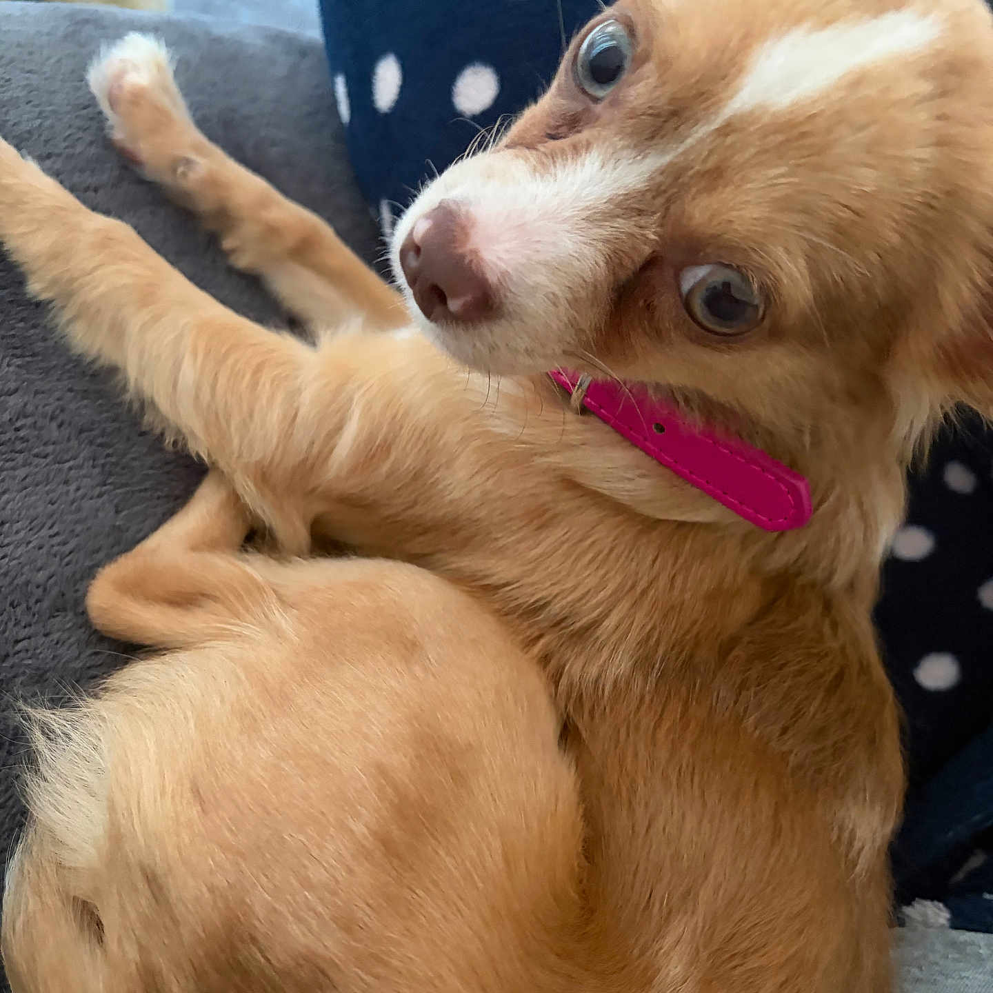 Bella