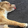 Bella participe au concours pour gagner de l'argent avec cette photo : animal, carpet, close_up, cute, dog, funny, fur, golden_dog, indoors, lying_down, paws, pet, portrait, relaxed, resting, rug, sleeping, tan_fur, tongue_out, white_fur
