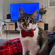 Mimi a rejoint le concours — aidez-le/la à gagner de superbes lots ! cat, kitten, tabby, white_fur, bow_tie, red, plaid, blanket, indoor, living_room, television, furniture, sitting, portrait, pet, whiskers, ears, eyes, cozy, formalwear