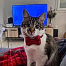 cat, kitten, tabby, white_fur, bow_tie, red, plaid, blanket, indoor, living_room, television, furniture, sitting, portrait, pet, whiskers, ears, eyes, cozy, formalwear