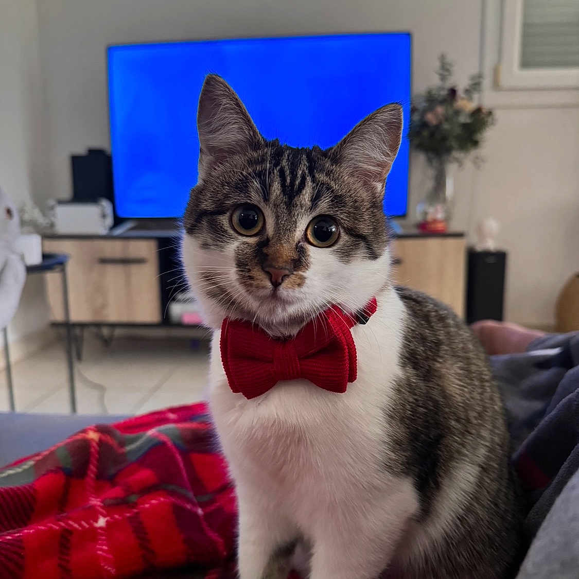 Mimi a rejoint le concours — aidez-le/la à gagner de superbes lots ! cat, kitten, tabby, white_fur, bow_tie, red, plaid, blanket, indoor, living_room, television, furniture, sitting, portrait, pet, whiskers, ears, eyes, cozy, formalwear