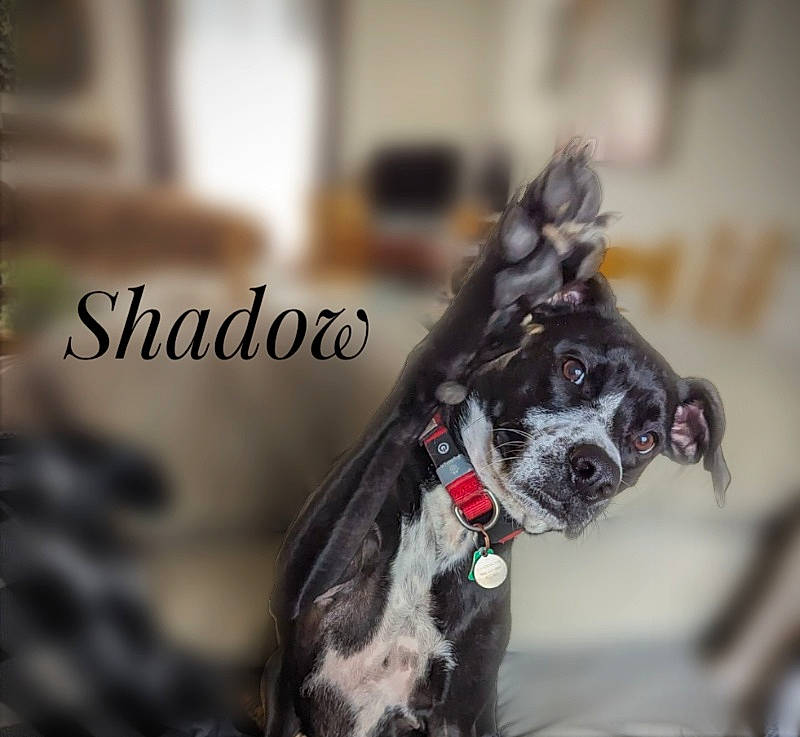 Shadow is registered to the contest to win money with this photo: canidae, carnivore, collar, companion_dog, dog, dog_breed, dog_collar, dog_supply, fawn, font, fur, leash, liver, paw, pet_supply, snout, sporting_group, tail, whiskers, working_animal